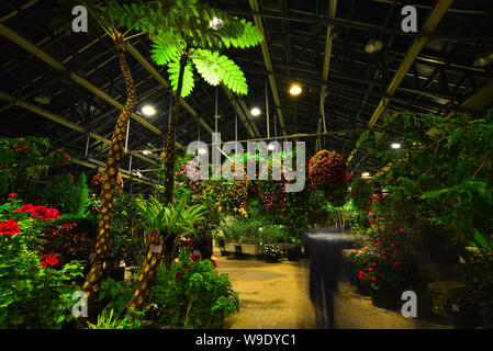 Tropische Pflanzen im Gewächshaus im Botanischen Garten. Stockfoto