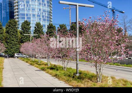 Pfirsichbäume blühen in Dallas Stockfoto