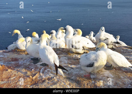 Northern gannet Küken in downy Gefieder in einer Kolonie auf dem roten Felsen Helgoland/Helgoland. Stockfoto