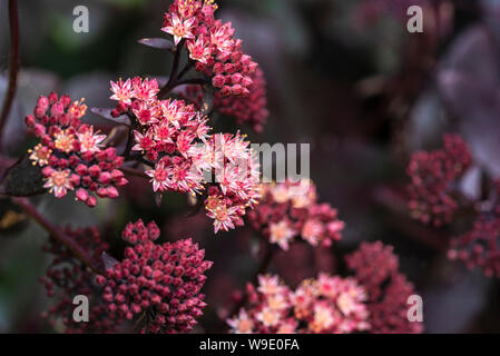 Hylotelephium telephium, Atropurpureum Gruppe, Lila Kaiser, orpine Lila Kaiser, Sedum purdyi Lila Kaiser. Sedum Lila Kaiser. Stockfoto