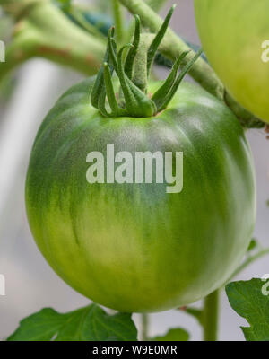 Pomodoro Costiera Selez Sorrento in Großbritannien angebaut Stockfoto