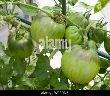 Pomodoro Costiera Selez Sorrento in Großbritannien angebaut Stockfoto