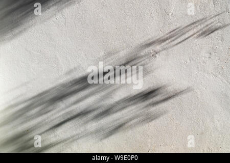 Schatten der Blätter, Zweige im Wind zeigen auf der weißen Wand Hintergrund Stockfoto