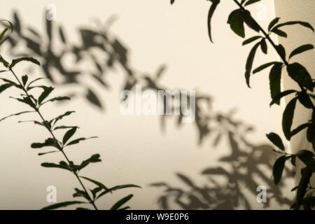 Schatten der Blätter, Zweige im Wind zeigen auf der weißen Wand Hintergrund Stockfoto