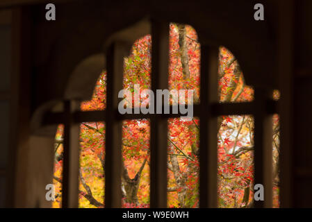 Bunte maple leaf im Herbst Jahreszeit durch traditionelle japanische Fenster in Kyoto, Japan suchen Stockfoto