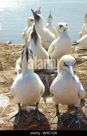 Basstölpel Verschachtelung auf Klippen von Helgoland/Helgoland, keuchend in der Hitze des Sommers abkühlen. Stockfoto