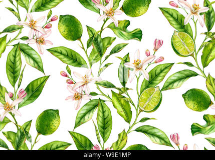 Kalk Niederlassung nahtlose Muster Aquarell baum mit blumen realistische Botanischen floral Oberfläche Design: Ganze halbe Zitrusfrucht Blätter isoliert Artwork Stockfoto