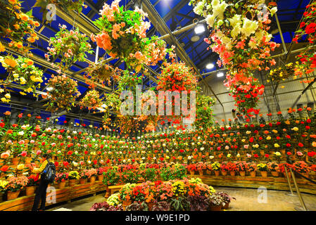 Nagoya, Japan - Mar 16, 2018. Blumen blühen im Gewächshaus von Nabana keine Sato Park bei Nacht in Nagoya, Japan. Stockfoto