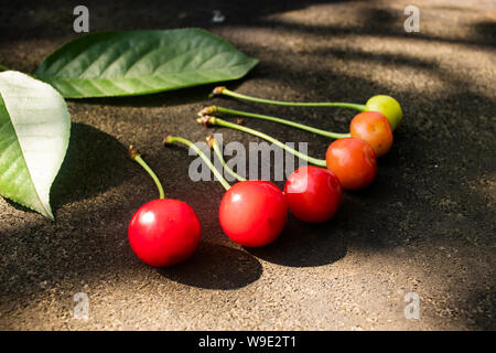 Cherry Beeren sind in der Reihenfolge ihrer Relevanz von Grün zu reife rote. Stockfoto