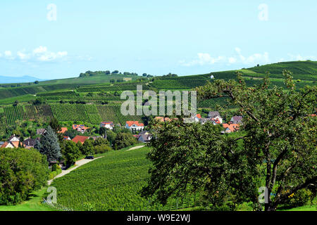 Auggen, Deutschland, 20. August 2017: Weinberge in der Sonne Stockfoto