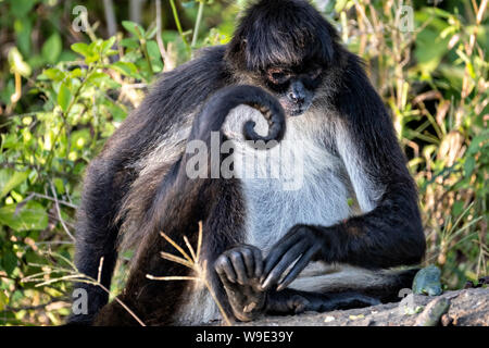 Eine vom Aussterben bedroht Mexikanische spider Monkey auf Monkey Island im See Catemaco, Mexiko. Die Affen überleben auf wilden Kakteen und Handouts von Touristen. Catemaco See in Catemaco, Veracruz, Mexiko. Die tropischen Süßwasser-See in der Mitte der Sierra de los Tuxtlas, ist ein beliebtes Reiseziel und für Freie reichen Affen bekannt, der Regenwald Kulisse und mexikanischen Hexen bekannt als Brujos. Stockfoto