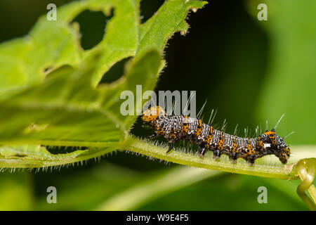 Acht-beschmutzte Förster (Alypia octomaculata) Stockfoto