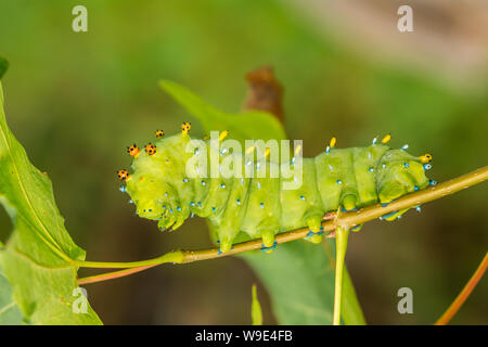 Cecropia Motte Caterpillar (Hyalophora cecropia) Stockfoto