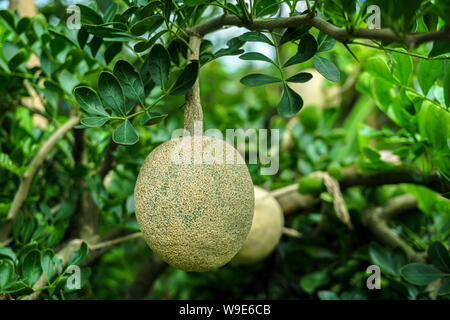 Limoniaacidissima ist die einzige Art innerhalb der monotypische Gattung Limonia. Gemeinsamen Namen in Englisch gehören Holz - Apple und Elefant - Apple. Stockfoto