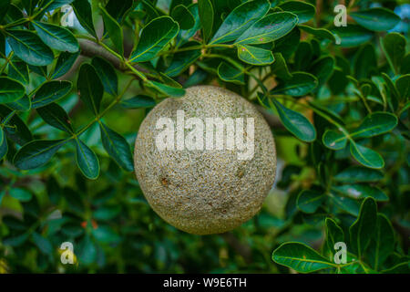 Limoniaacidissima ist die einzige Art innerhalb der monotypische Gattung Limonia. Gemeinsamen Namen in Englisch gehören Holz - Apple und Elefant - Apple. Stockfoto