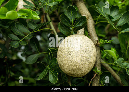 Limoniaacidissima ist die einzige Art innerhalb der monotypische Gattung Limonia. Gemeinsamen Namen in Englisch gehören Holz - Apple und Elefant - Apple. Stockfoto