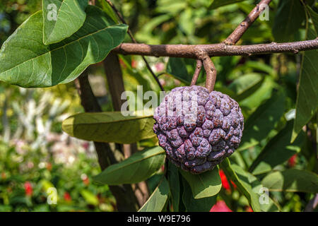 Die weit verbreitete Anbau, viele lokale Namen haben für die Frucht entwickelt. In Englisch, es ist am häufigsten als Zucker Apple oder sweetsop sowie bekannte Stockfoto