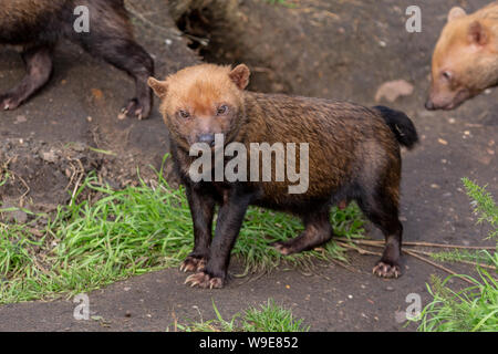 Speothos venaticus Bush Hund solitären canid carnivore Körper Kopf Ausdruck Stockfoto