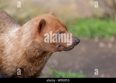 Speothos venaticus Bush Hund solitären canid carnivore Körper Kopf Ausdruck Stockfoto