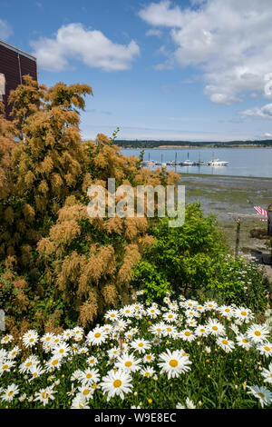 Blick auf die Küstenlinie mit Daises und Wildblumen in der Nähe der Coupeville Wharf auf Whidbey Island im Staat Washington Stockfoto