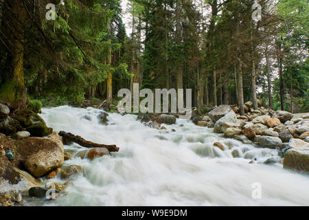 Ein Fluss mit Swift schäumende Wasser in einem Pinienwald. Ullu-Murudzhu, Nord Kaukasus, Russland Stockfoto