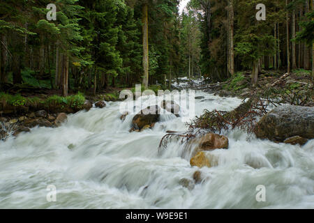 Ein Fluss mit Swift schäumende Wasser in einem Pinienwald. Ullu-Murudzhu, Nord Kaukasus, Russland Stockfoto