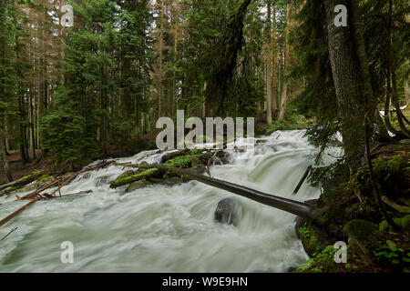 Ein Fluss mit Swift schäumende Wasser in einem Pinienwald. Ullu-Murudzhu, Nord Kaukasus, Russland Stockfoto