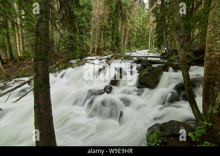 Ein Fluss mit Swift schäumende Wasser in einem Pinienwald. Ullu-Murudzhu, Nord Kaukasus, Russland Stockfoto