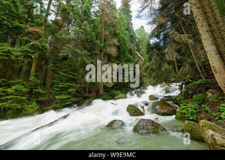 Ein Fluss mit Swift schäumende Wasser in einem Pinienwald. Ullu-Murudzhu, Nord Kaukasus, Russland Stockfoto