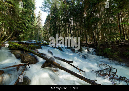 Ein Fluss mit Swift schäumende Wasser in einem Pinienwald. Ullu-Murudzhu, Nord Kaukasus, Russland Stockfoto