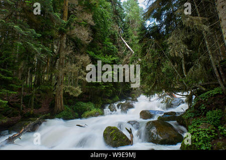 Ein Fluss mit Swift schäumende Wasser in einem Pinienwald. Ullu-Murudzhu, Nord Kaukasus, Russland Stockfoto
