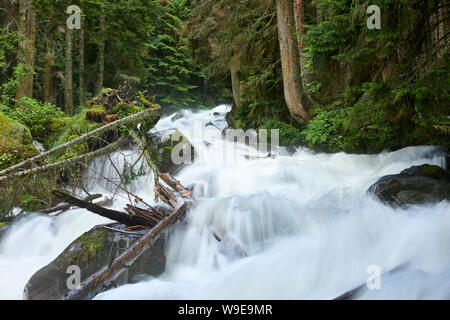Ein Fluss mit Swift schäumende Wasser in einem Pinienwald. Ullu-Murudzhu, Nord Kaukasus, Russland Stockfoto