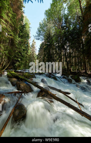 Mountain River mit Swift schäumende Wasser in einem Pinienwald. Ullu-Murudzhu, Nord Kaukasus, Russland Stockfoto