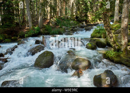 Ein Fluss mit Swift schäumende Wasser in einem Pinienwald. Ullu-Murudzhu, Nord Kaukasus, Russland Stockfoto
