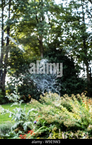 Form des fliegenden Vogels nach Vogel Absturz auf ein Haus Fenster Markierungen Stockfoto