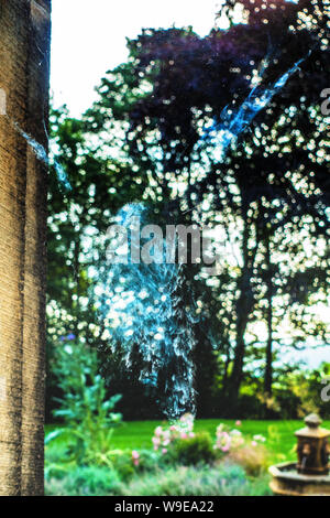 Form des fliegenden Vogels nach Vogel Absturz auf ein Haus Fenster Markierungen Stockfoto