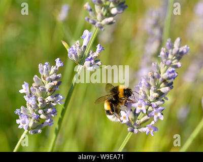 Makro gelb und schwarz Hummel (Bombus terrestris) Fütterung auf Lavendel Blumen Stockfoto