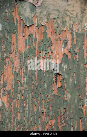Detail der grünen Farbe Schälen von Holz- Shutter Stockfoto