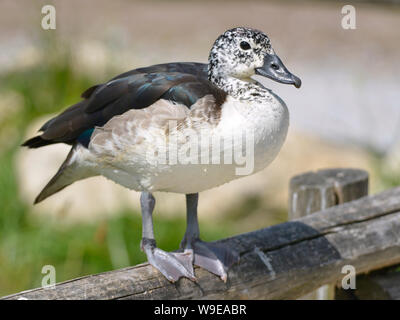 Closeup weiblichen Knopf-billed Duck oder Afrikanische kamm Ente (Sarkidiornis melanotos) auf Holz Stange gehockt Stockfoto