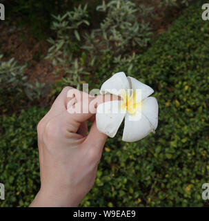 Weiße Blume von Thailand plumeria oder Frangipani in der Hand auf dem Hintergrund des grünen Grases Stockfoto