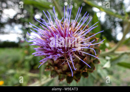 Cardoon, Artischocke Blütenkopf mit Biene sammelt Nektar Stockfoto