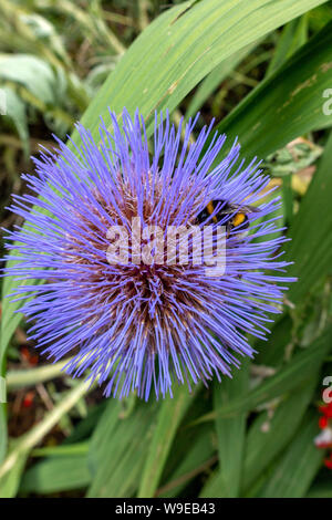 Cardoon, Artischocke Blütenkopf mit Biene sammelt Nektar Stockfoto