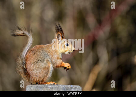Eichhörnchen, gemeinsame Besucher an einer Futterstelle. Stockfoto