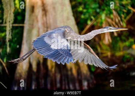 Great Blue Heron im Flug. Stockfoto