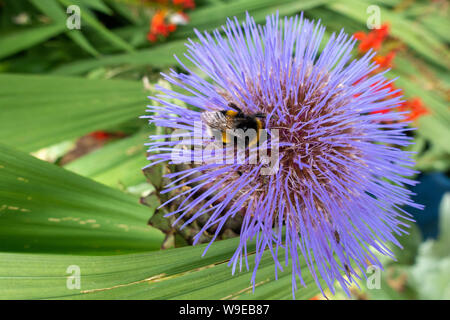 Cardoon, Artischocke Blütenkopf mit Biene sammelt Nektar Stockfoto