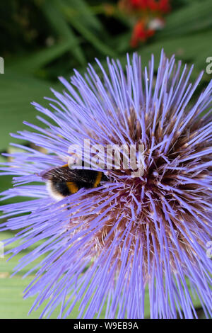 Cardoon, Artischocke Blütenkopf mit Biene sammelt Nektar Stockfoto