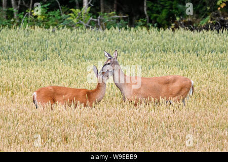 Die Mutter und die Tochter begrüßen sich auf ein Weizenfeld. Stockfoto
