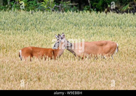 Die Mutter und die Tochter begrüßen sich auf ein Weizenfeld. Stockfoto