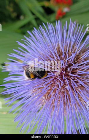 Cardoon, Artischocke Blütenkopf mit Biene sammelt Nektar Stockfoto