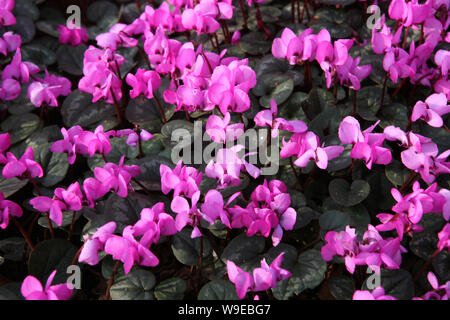 Cyclamen persicum Blüte in der Mottisfont Abbey Wintergarten, Romsey, Hampshire, Großbritannien Stockfoto